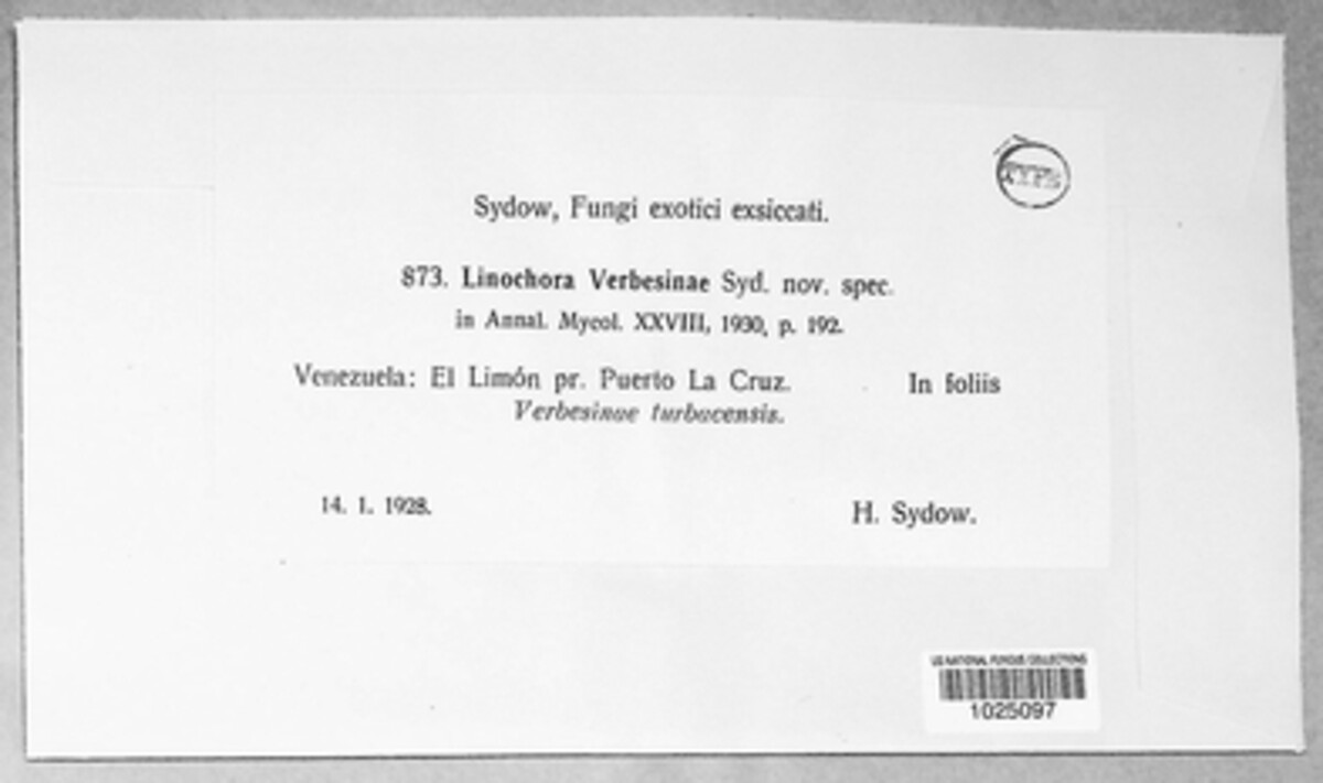 Linochora verbesinae image
